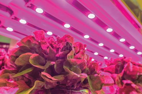 The Cost of Indoor Farming