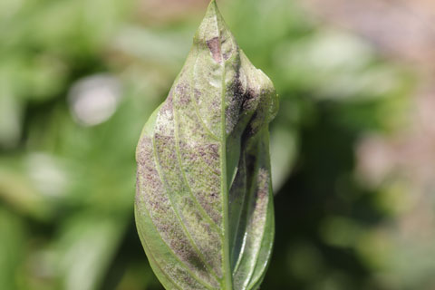 Multi-Year Basil Trials