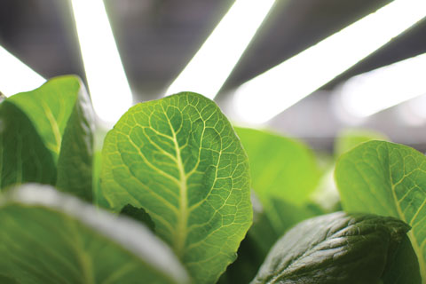 Vertical Farming: Things to Know for a  Successful Grow