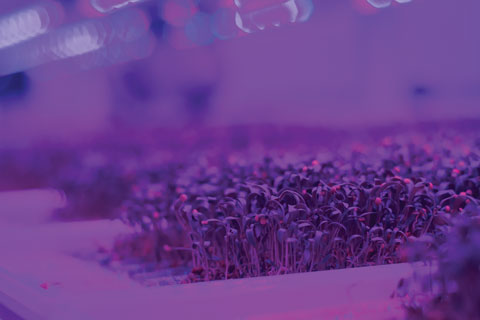 Vertical Farm Site Selection