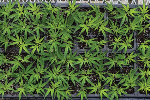 Cannabis Stock Plant Management
