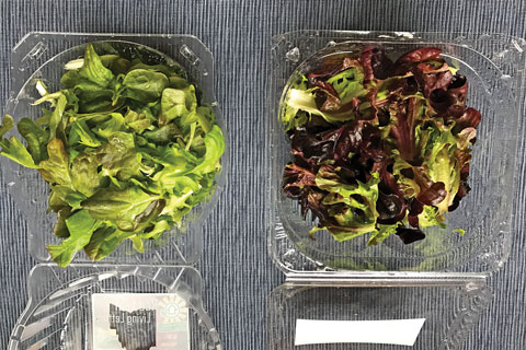 Influencing Red Leaf Lettuce
