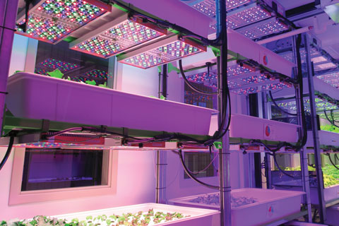 Improving Lettuce Nutrition & Coloration With Lighting