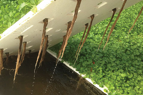 Year-Round Leafy Greens