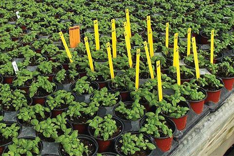 Guide to Successfully Evaluating Growing Media