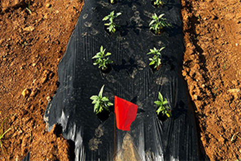 New DM-Resistant Basil Cultivars