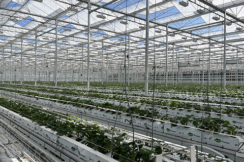 The Impact of Night Interruption Lighting on Strawberries