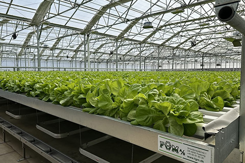 Four Technologies Driving Efficiency in Lettuce Production