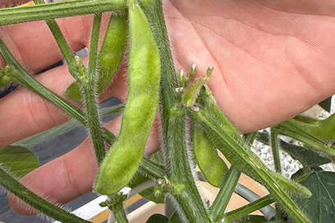 Can Edamame Go High-Wire?