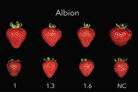 VPD, Temperature & Everbearing Strawberries