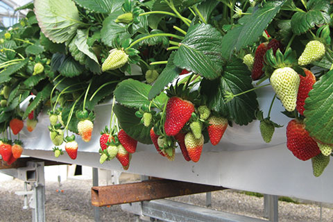 A CEA Crop Like No Other