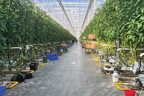 Tomato Troubles Start Before Symptoms Show