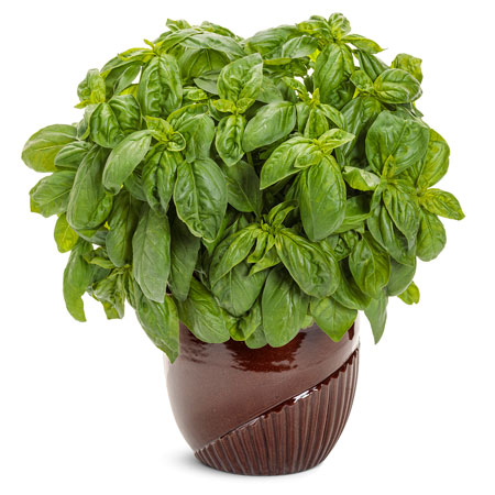 Proven Harvest Pesto Besto