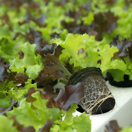 Compostable Pots