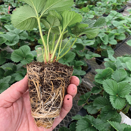 Strawberry Tray Plants